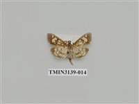 藏品(螟蛾277)的圖片